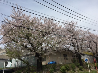 20160406-5.jpeg