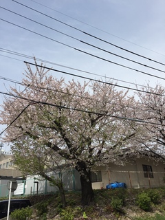 20160406-6.jpeg