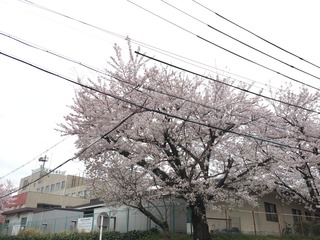 20170410-1.JPG